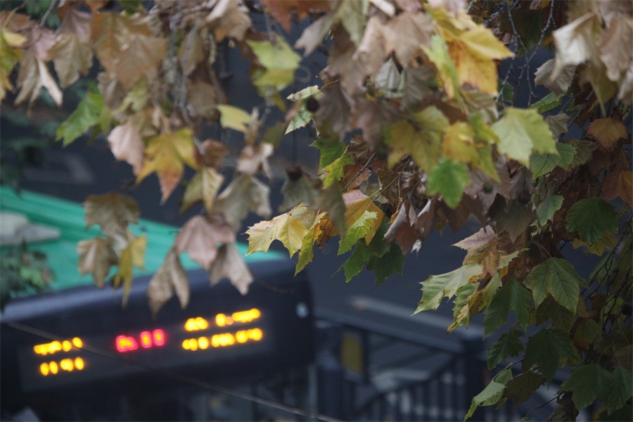 初冬的洛阳景华路印象