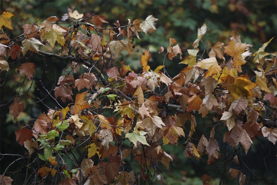 初冬的洛阳景华路印象