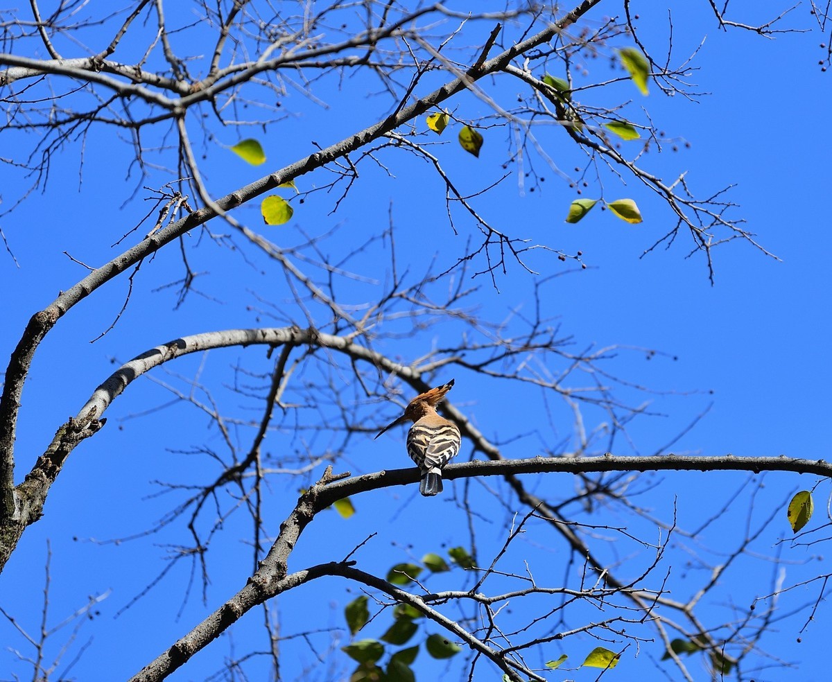2024年初冬日里城市的足印