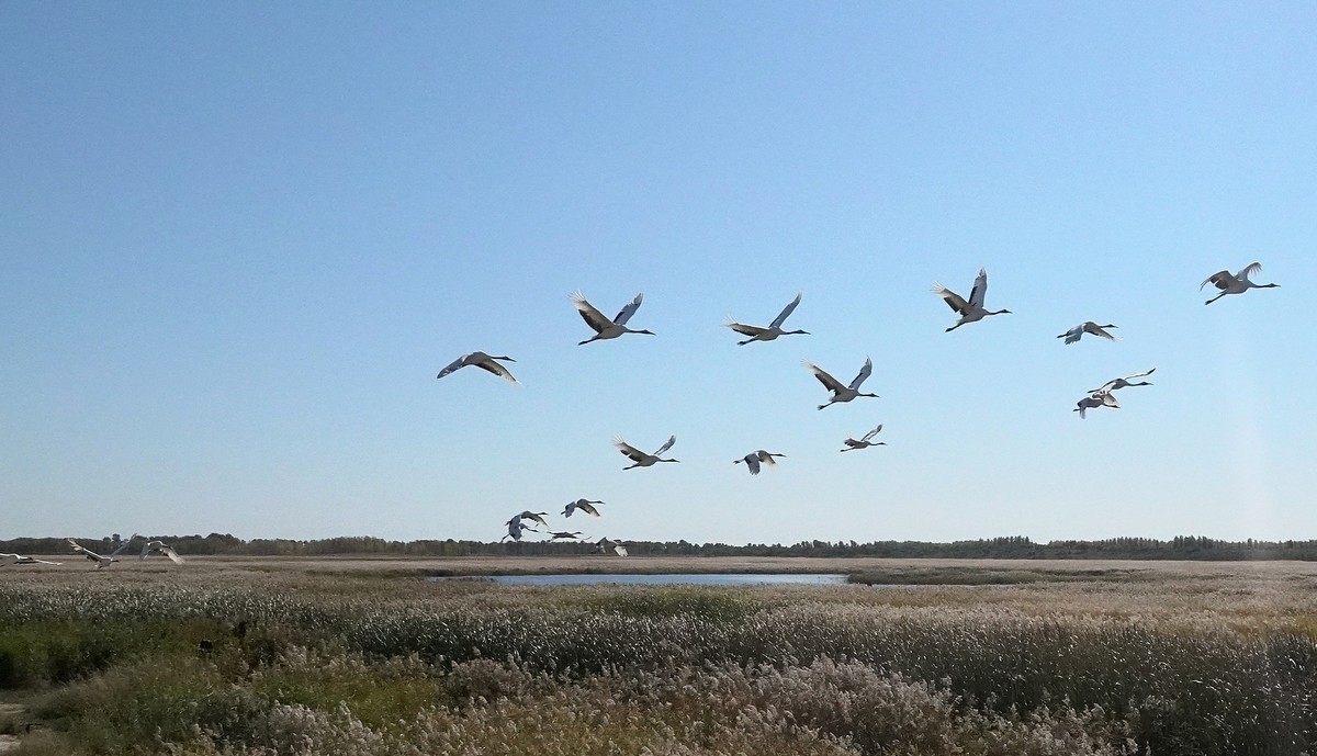 吉林向海自然保护区