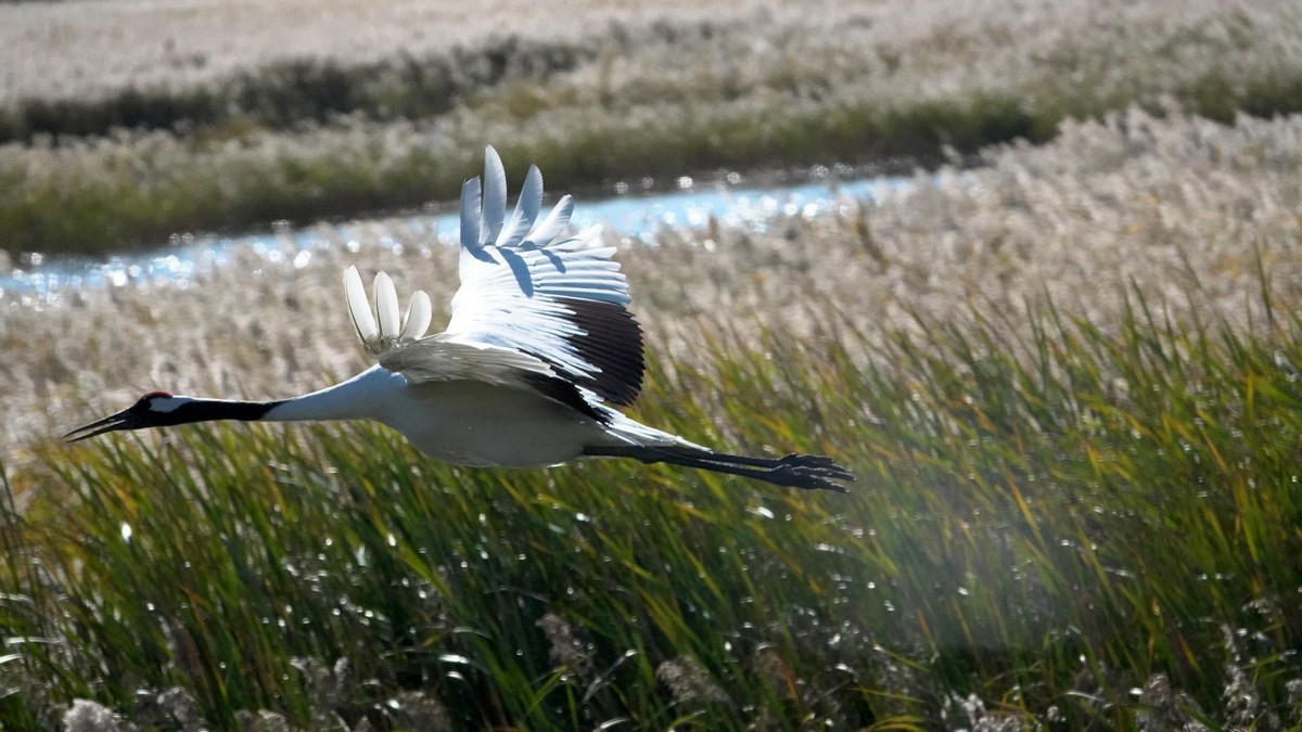 吉林向海自然保护区