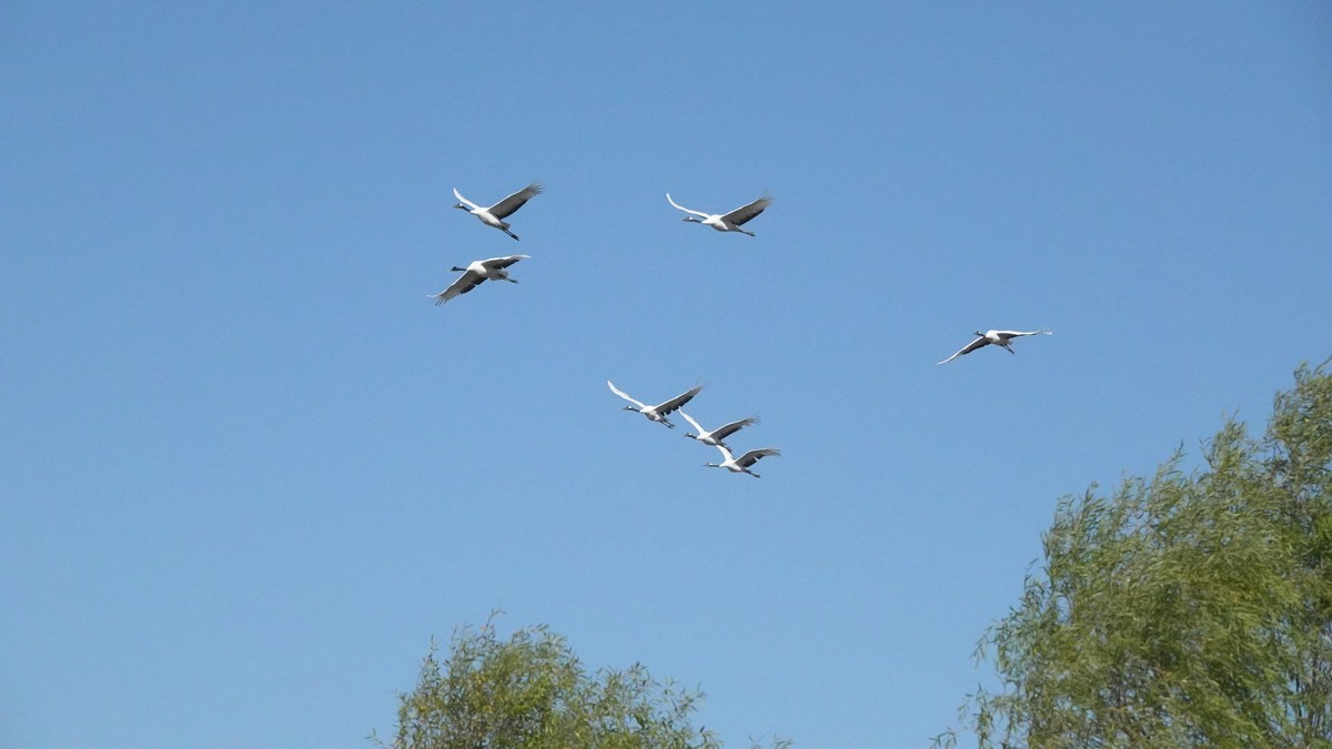 吉林向海自然保护区