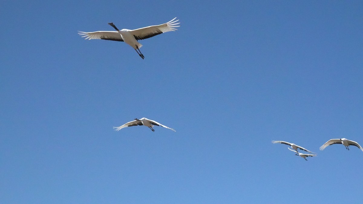 吉林向海自然保护区