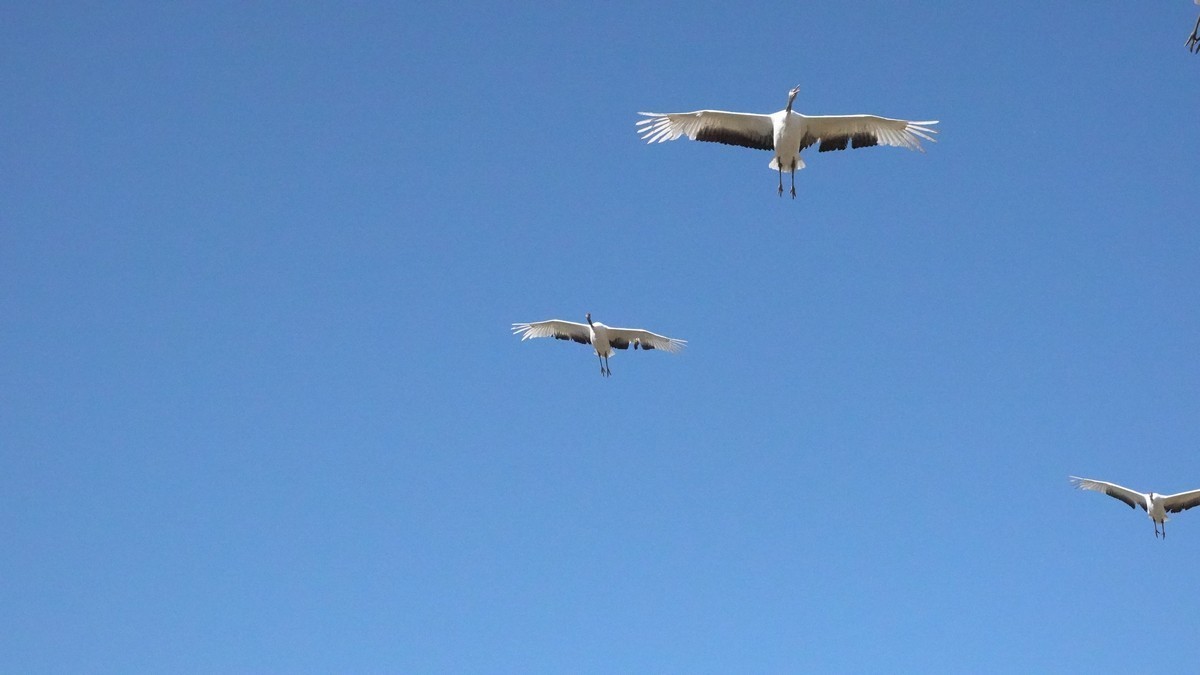 吉林向海自然保护区