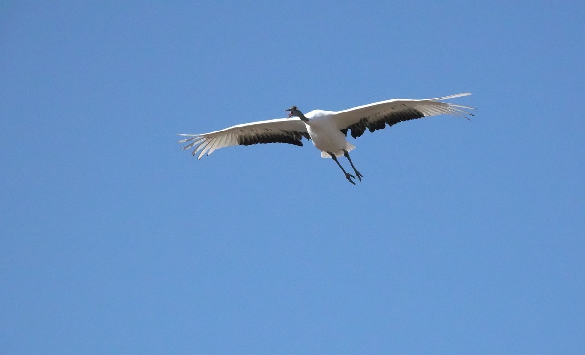 吉林向海自然保护区