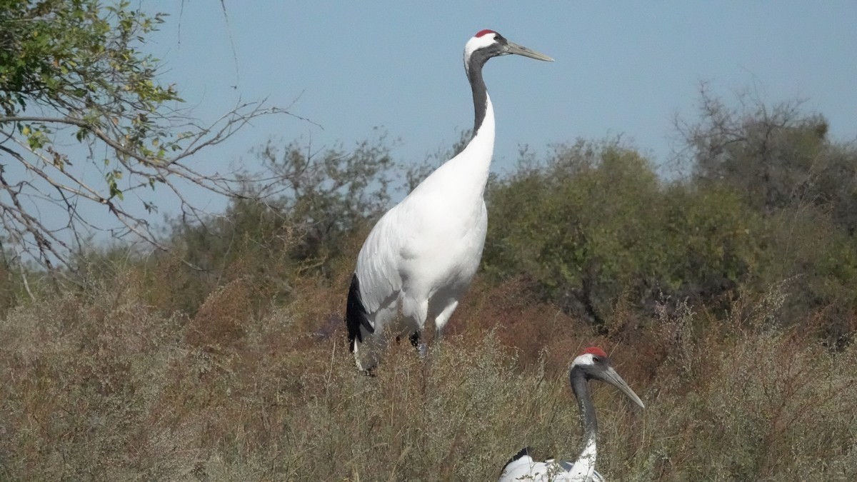 吉林向海自然保护区