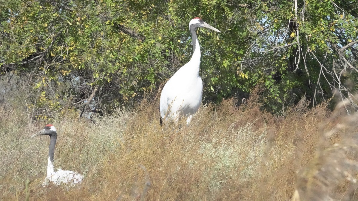 吉林向海自然保护区