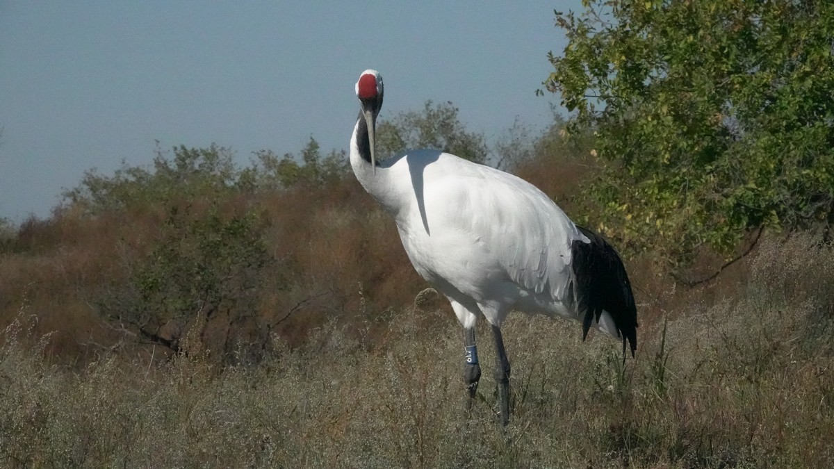 吉林向海自然保护区