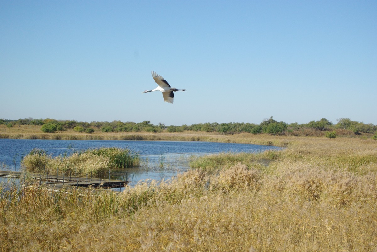 吉林向海自然保护区