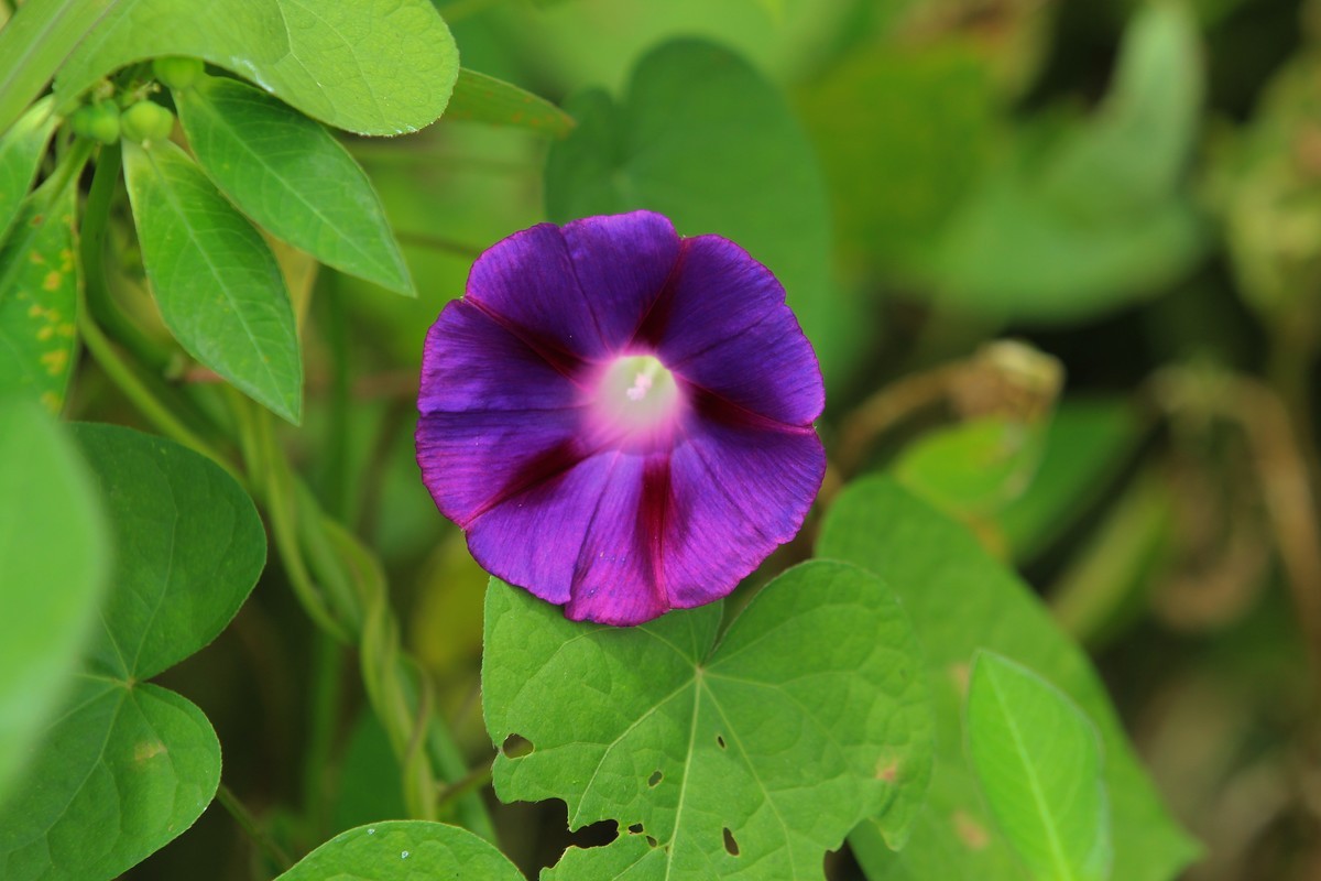 拍摄花卉一（356）