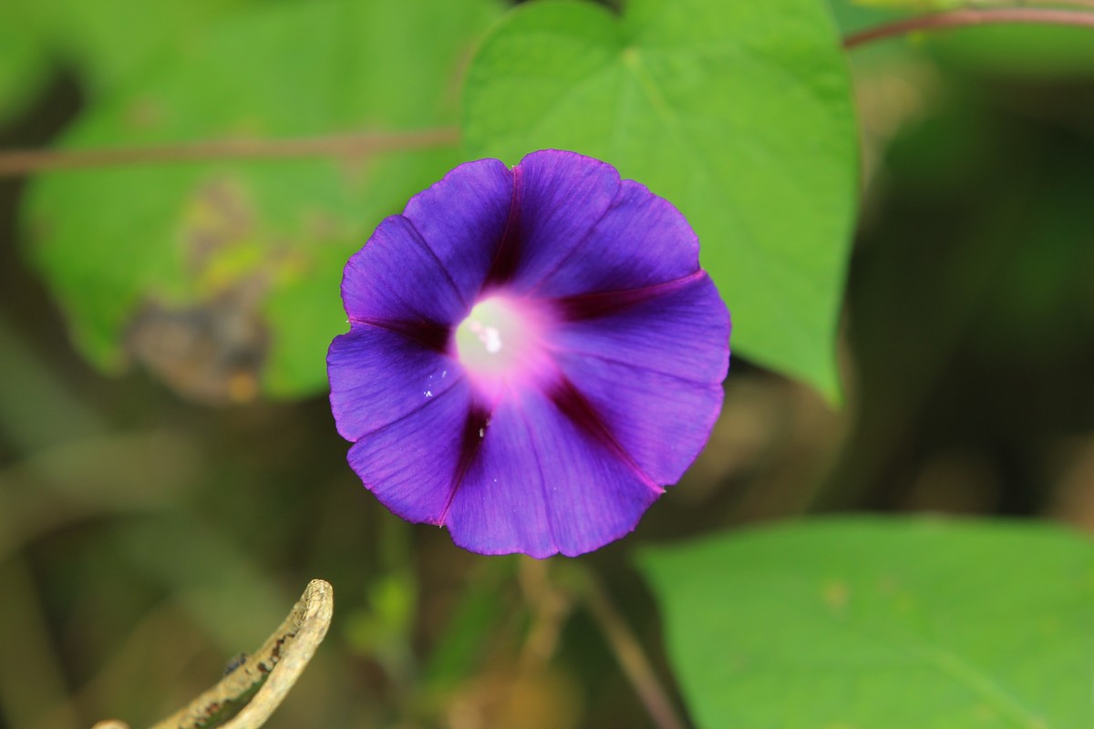 拍摄花卉一（356）