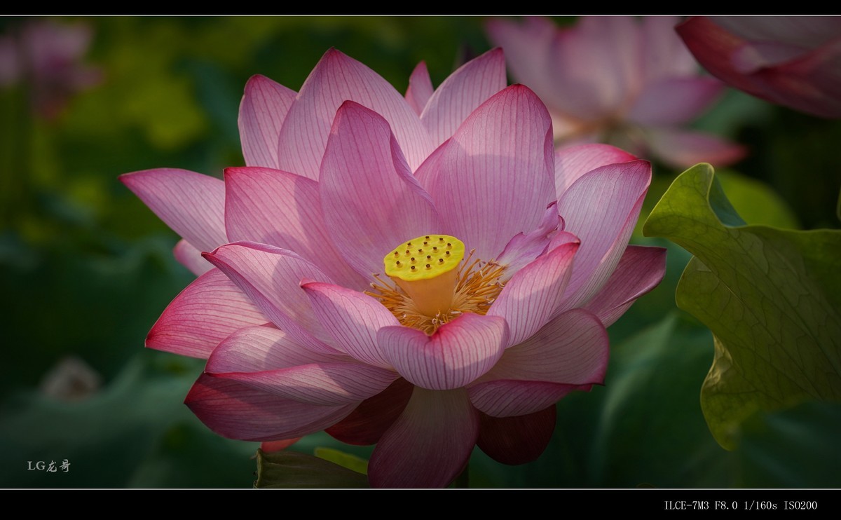 娇艳欲滴美荷花