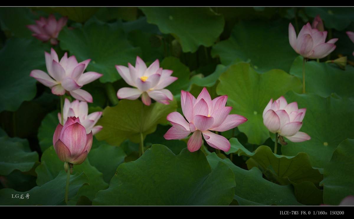 娇艳欲滴美荷花