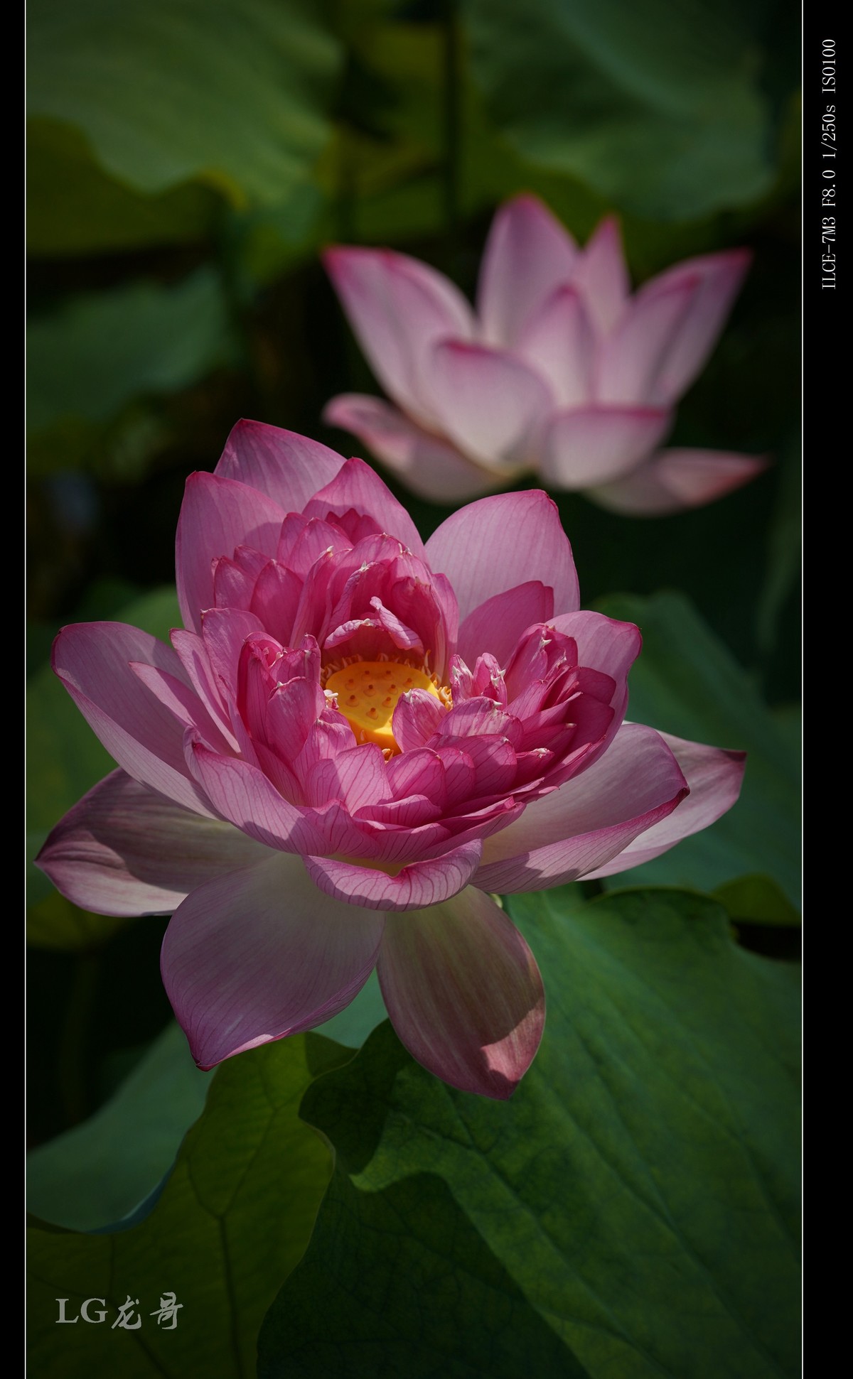 娇艳欲滴美荷花