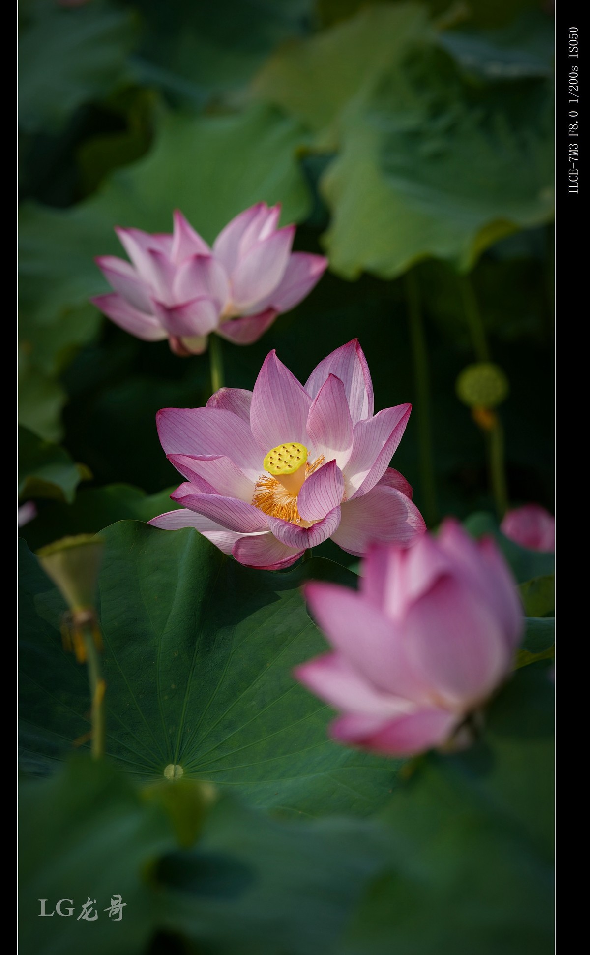 娇艳欲滴美荷花