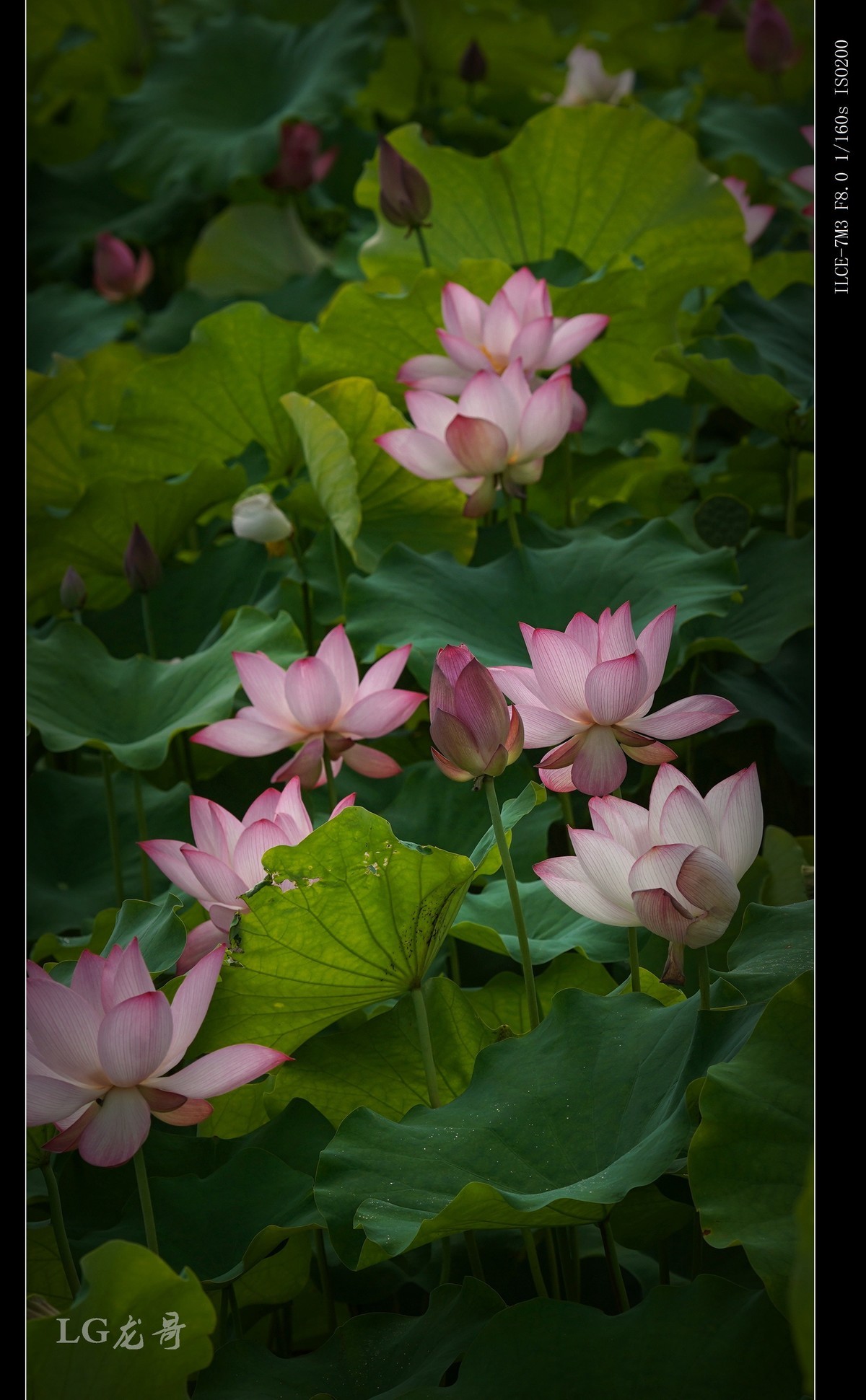 娇艳欲滴美荷花