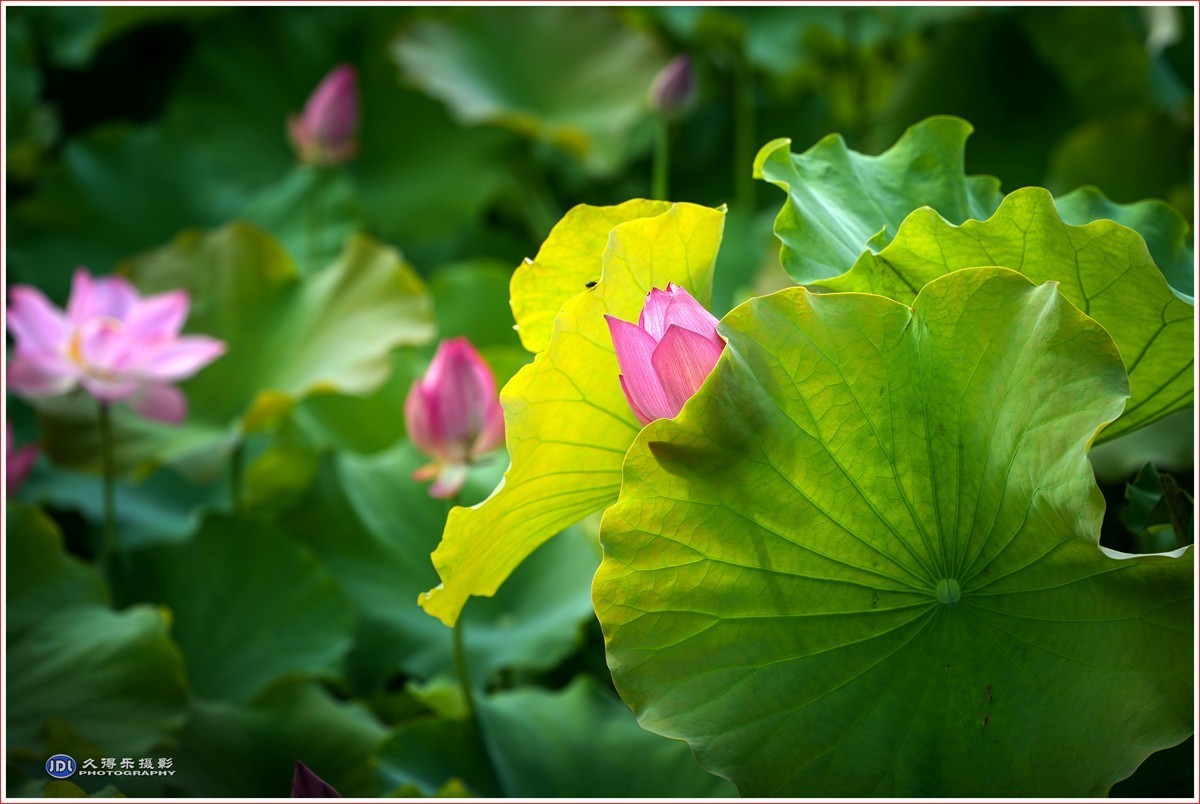 2024-（187）夏荷（四）