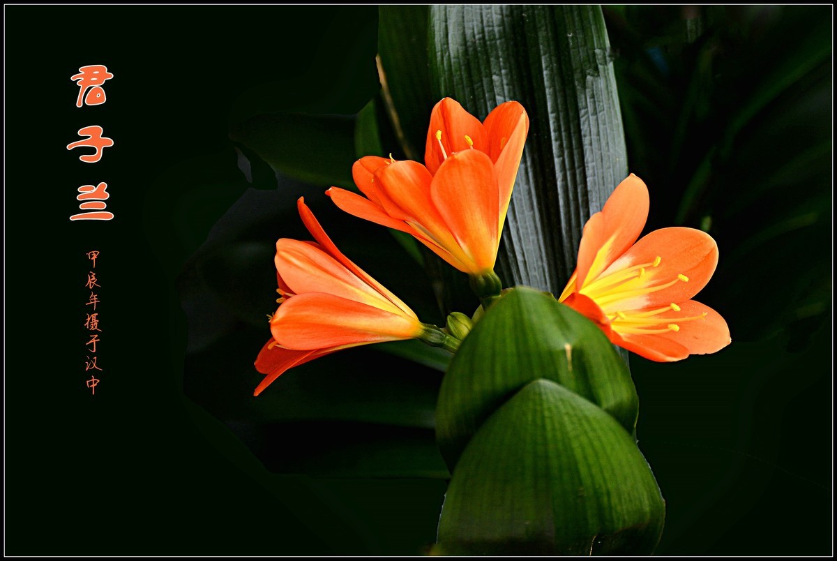 君子兰（2024173）