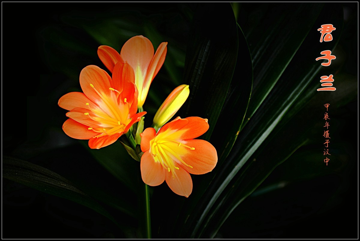 君子兰（2024173）