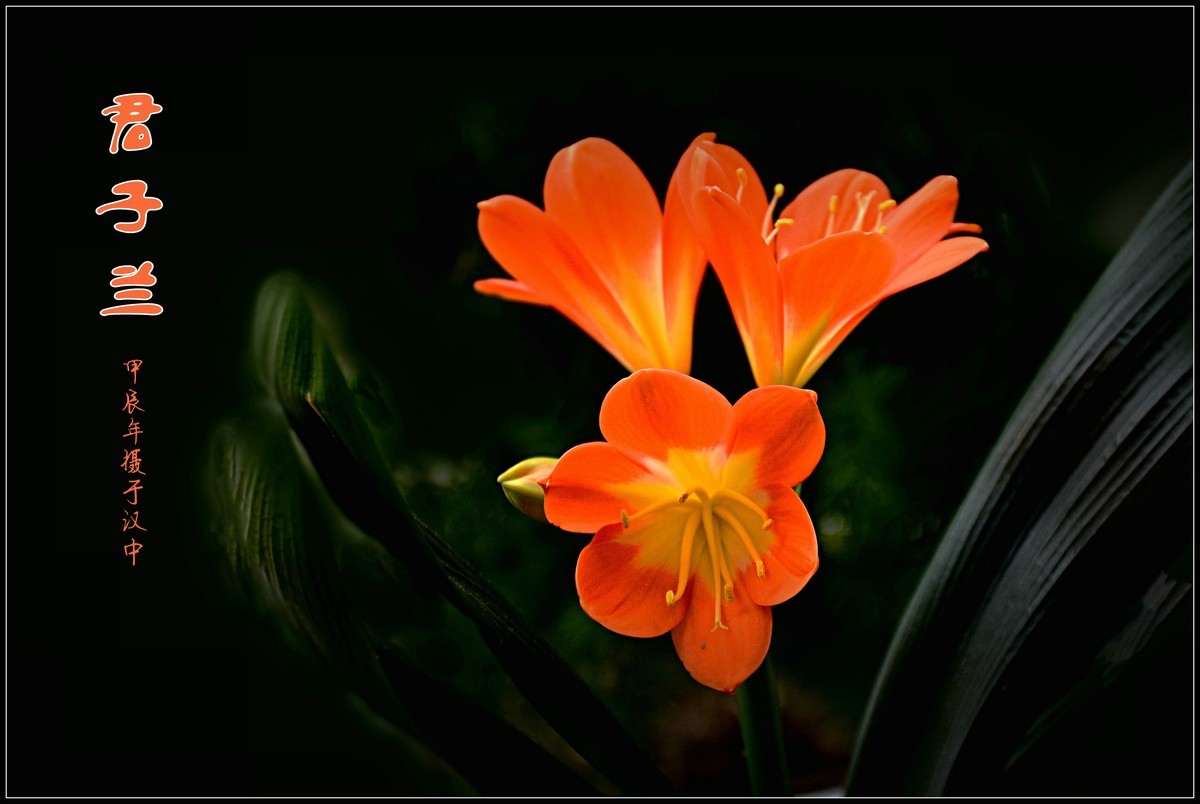 君子兰（2024173）