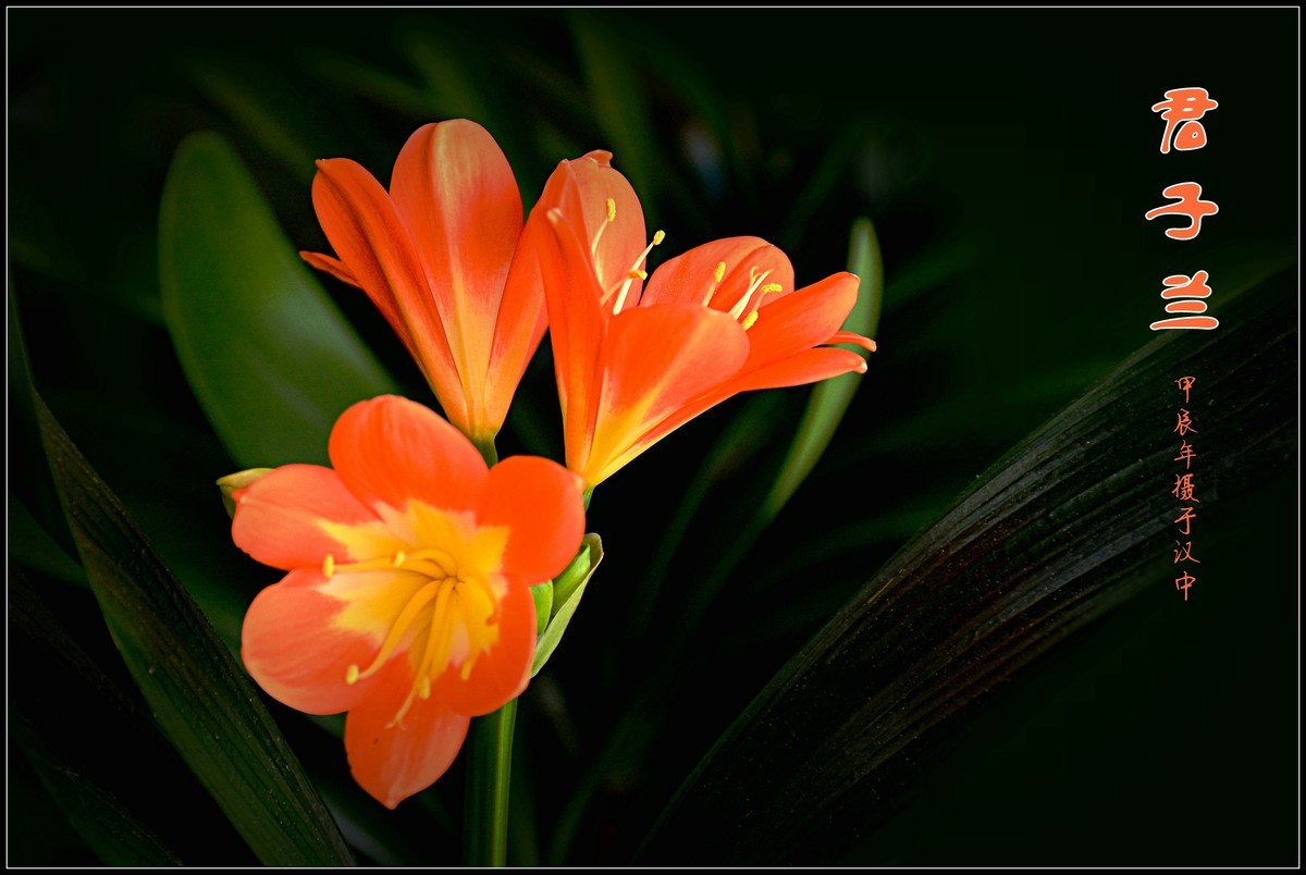 君子兰（2024173）