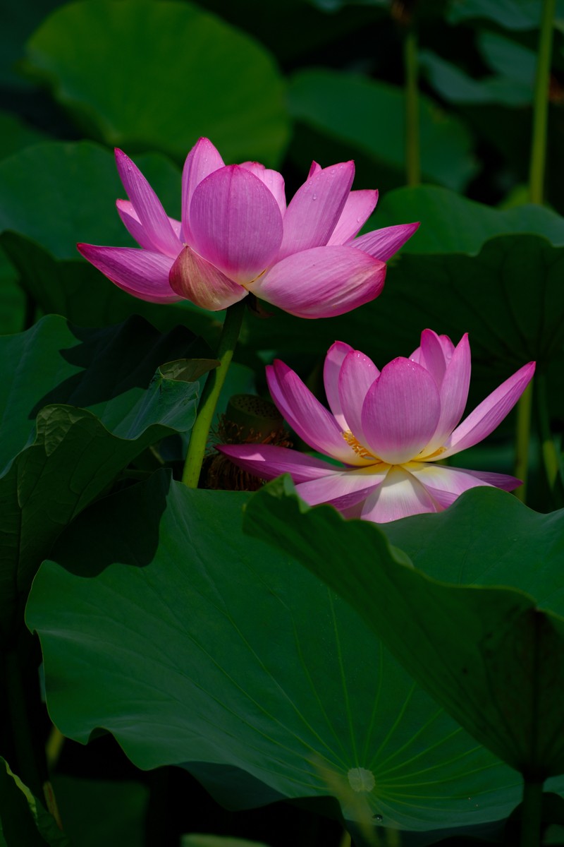 X-H2+腾龙18-300荷花一组