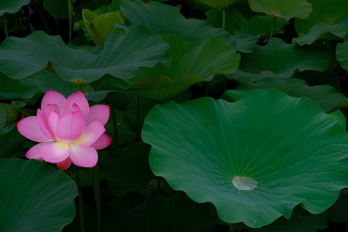 X-H2+腾龙18-300荷花一组