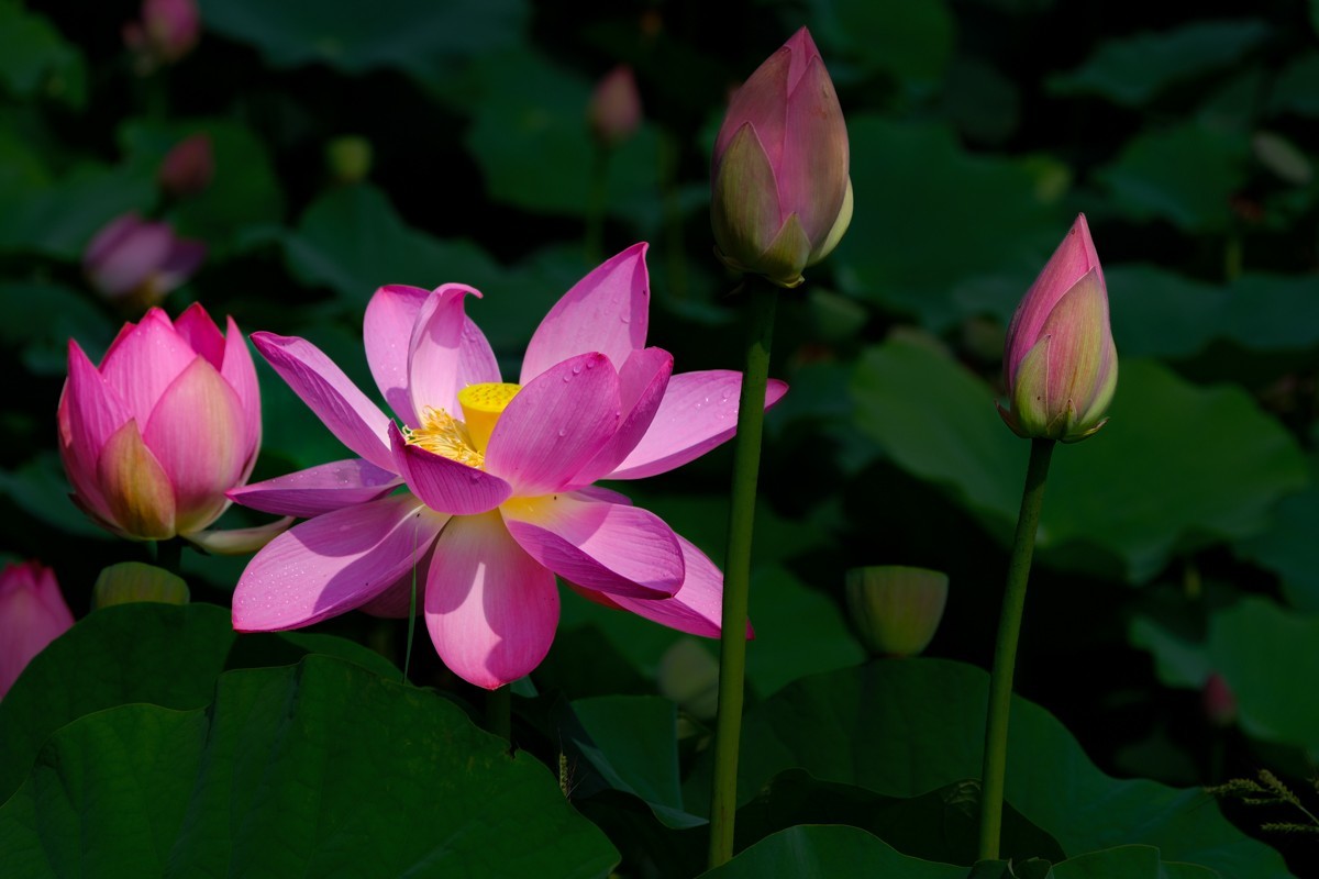 X-H2+腾龙18-300荷花一组