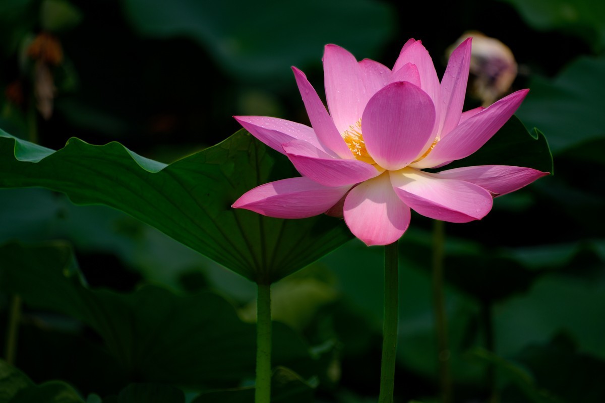 X-H2+腾龙18-300荷花一组