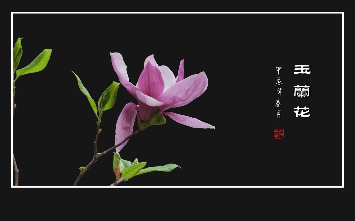 粉红色的玉兰花