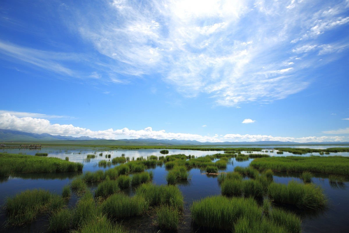 自驾若尔盖—花湖看草(2)