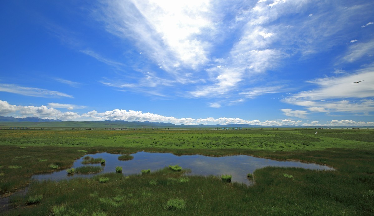 自驾若尔盖—花湖看草(2)