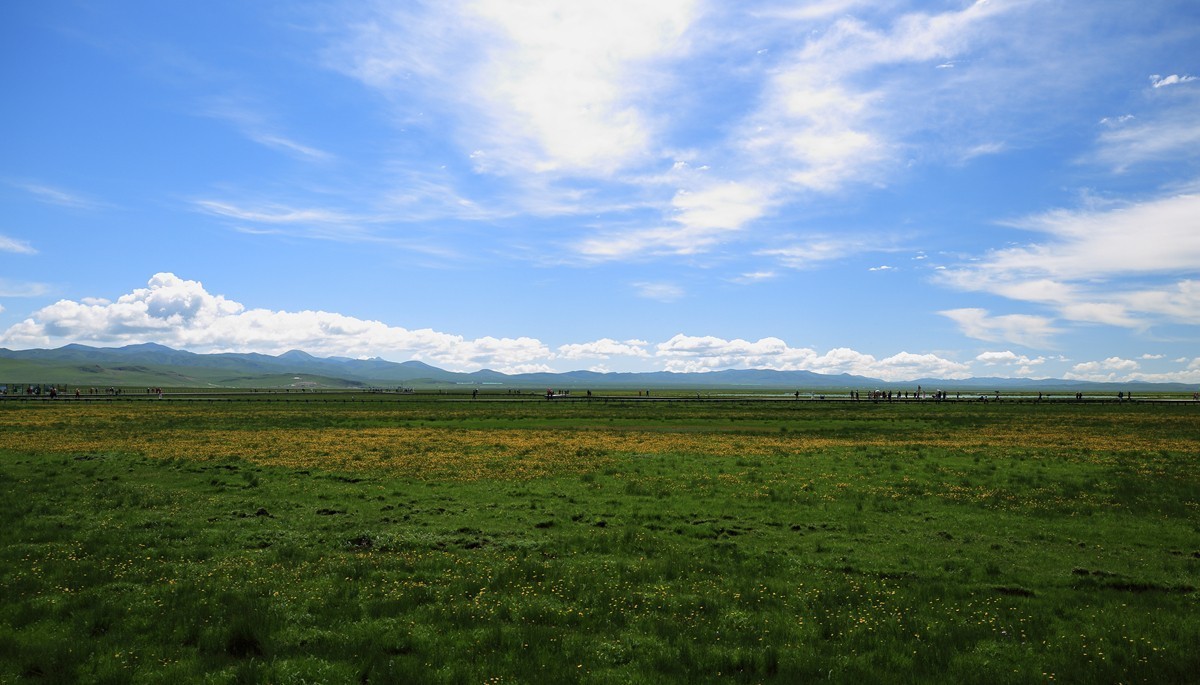 自驾若尔盖—花湖看草(2)