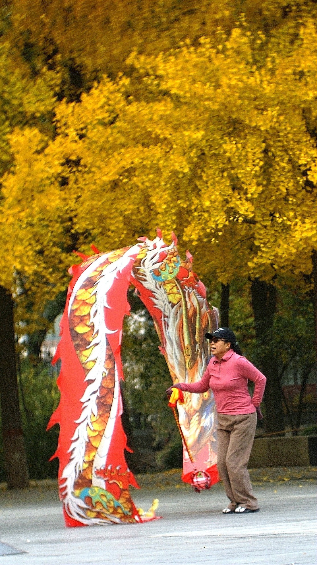 银杏树下飞龙舞