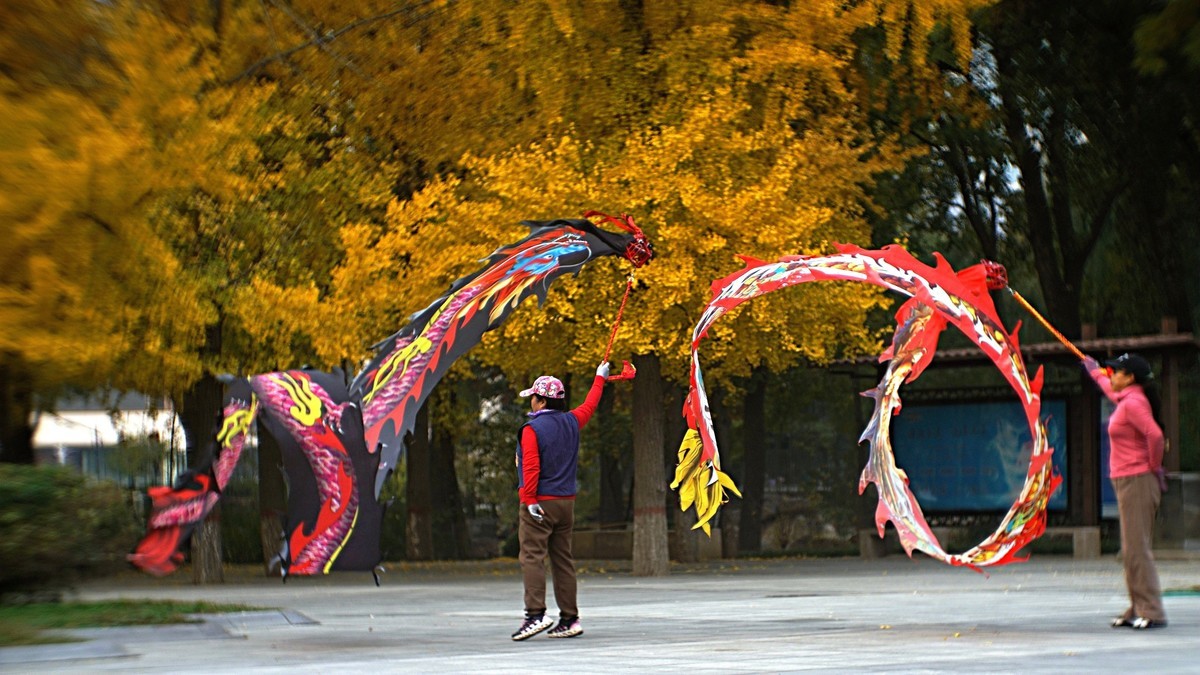 银杏树下飞龙舞