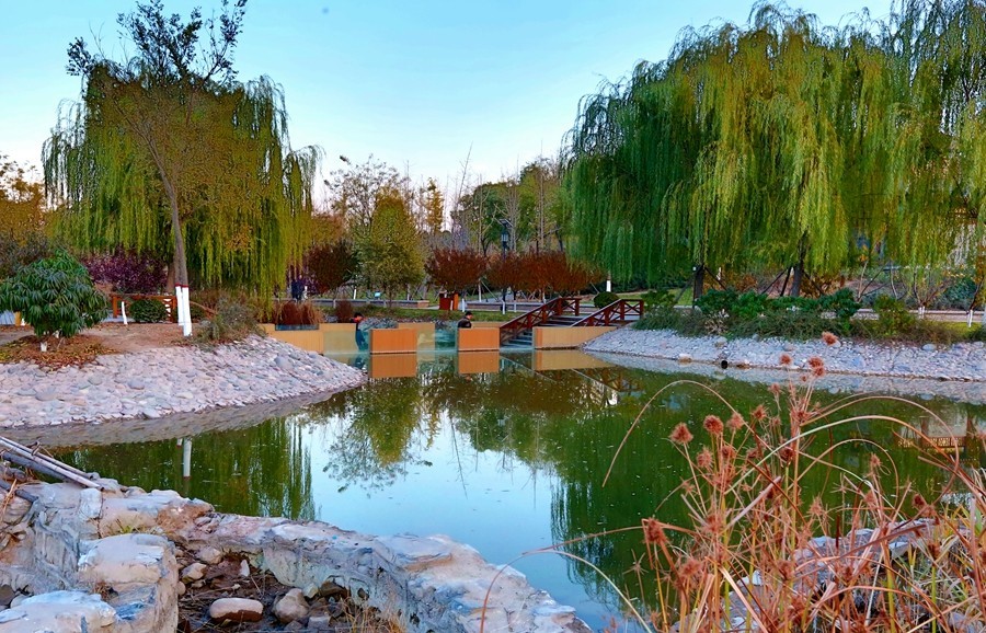 《不老松：纪实摄影》最美夕阳红！（名人植物园！）