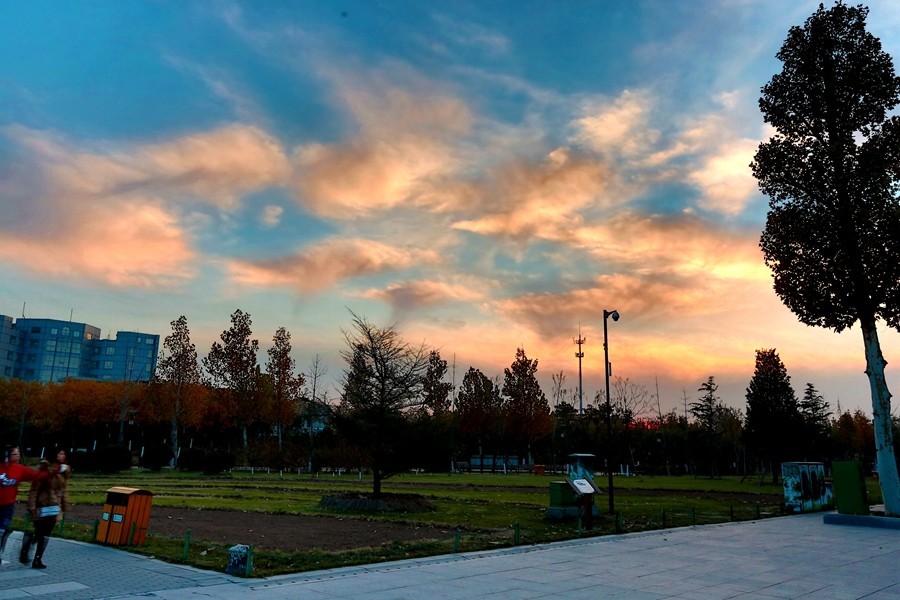 《不老松：纪实摄影》最美夕阳红！（名人植物园！）