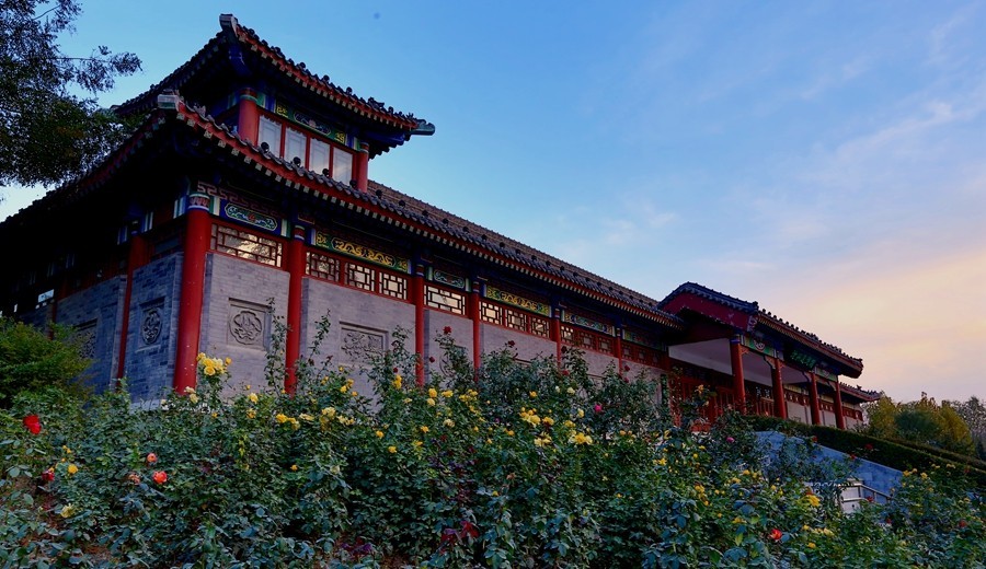 《不老松：纪实摄影》最美夕阳红！（名人植物园！）