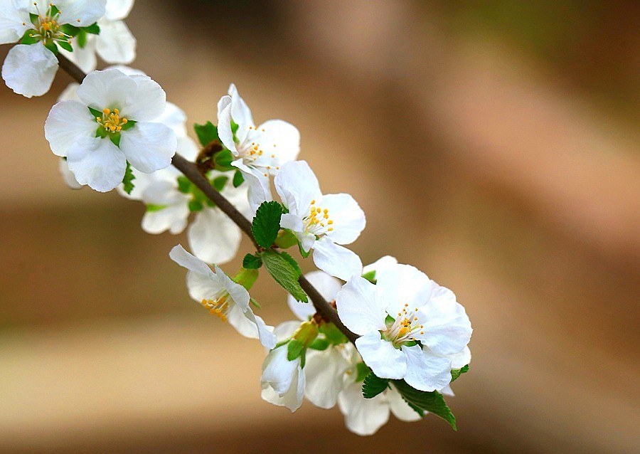 《不老松：纪实摄影》榆叶梅 (2)