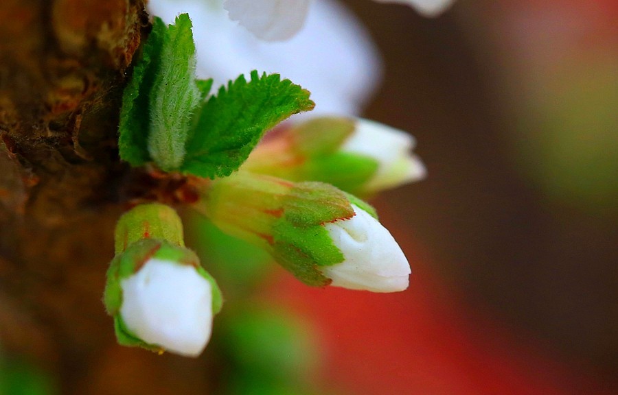 《不老松：纪实摄影》榆叶梅 (2)