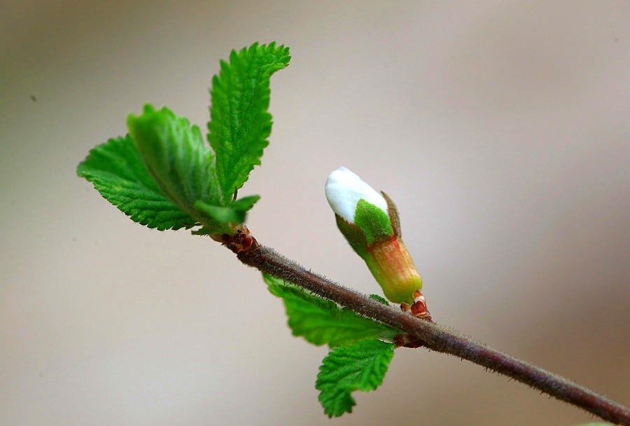 《不老松：纪实摄影》榆叶梅 (2)