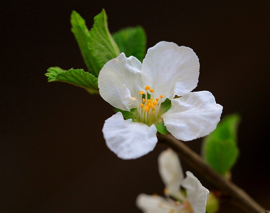 《不老松：纪实摄影》榆叶梅 (2)