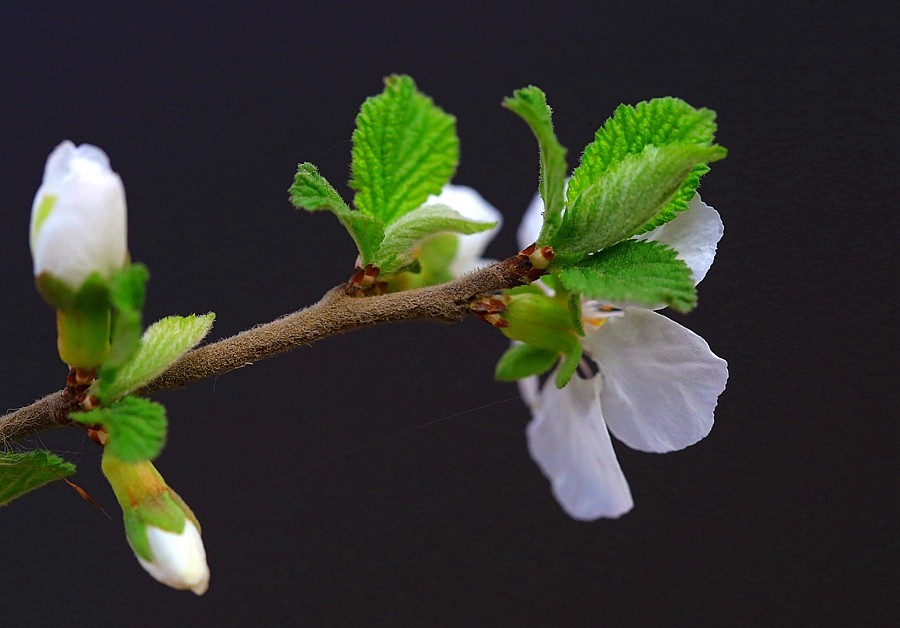 《不老松：纪实摄影》榆叶梅 (2)