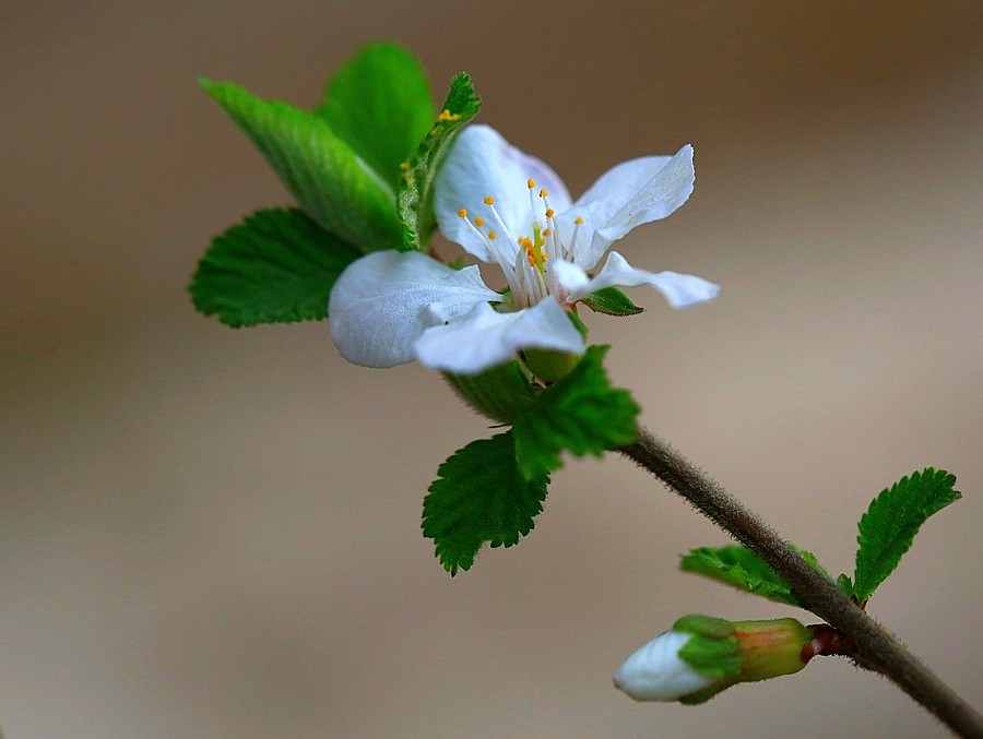 《不老松：纪实摄影》榆叶梅 (2)