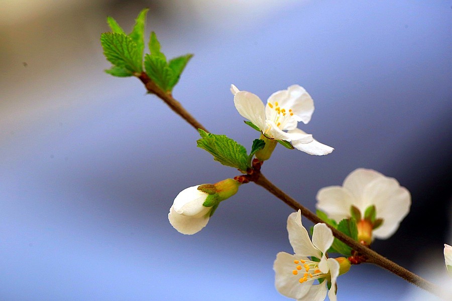 《不老松：纪实摄影》榆叶梅 (2)