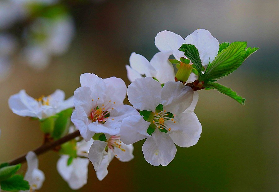 《不老松：纪实摄影》榆叶梅 (2)