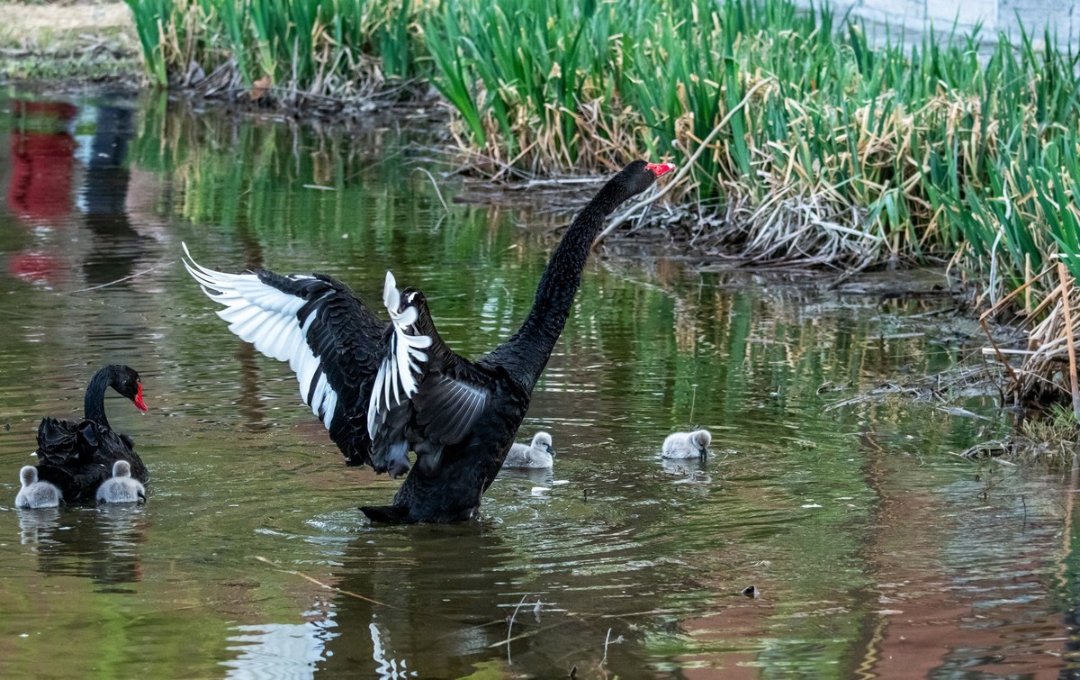 黑天鹅的一家子（十四）