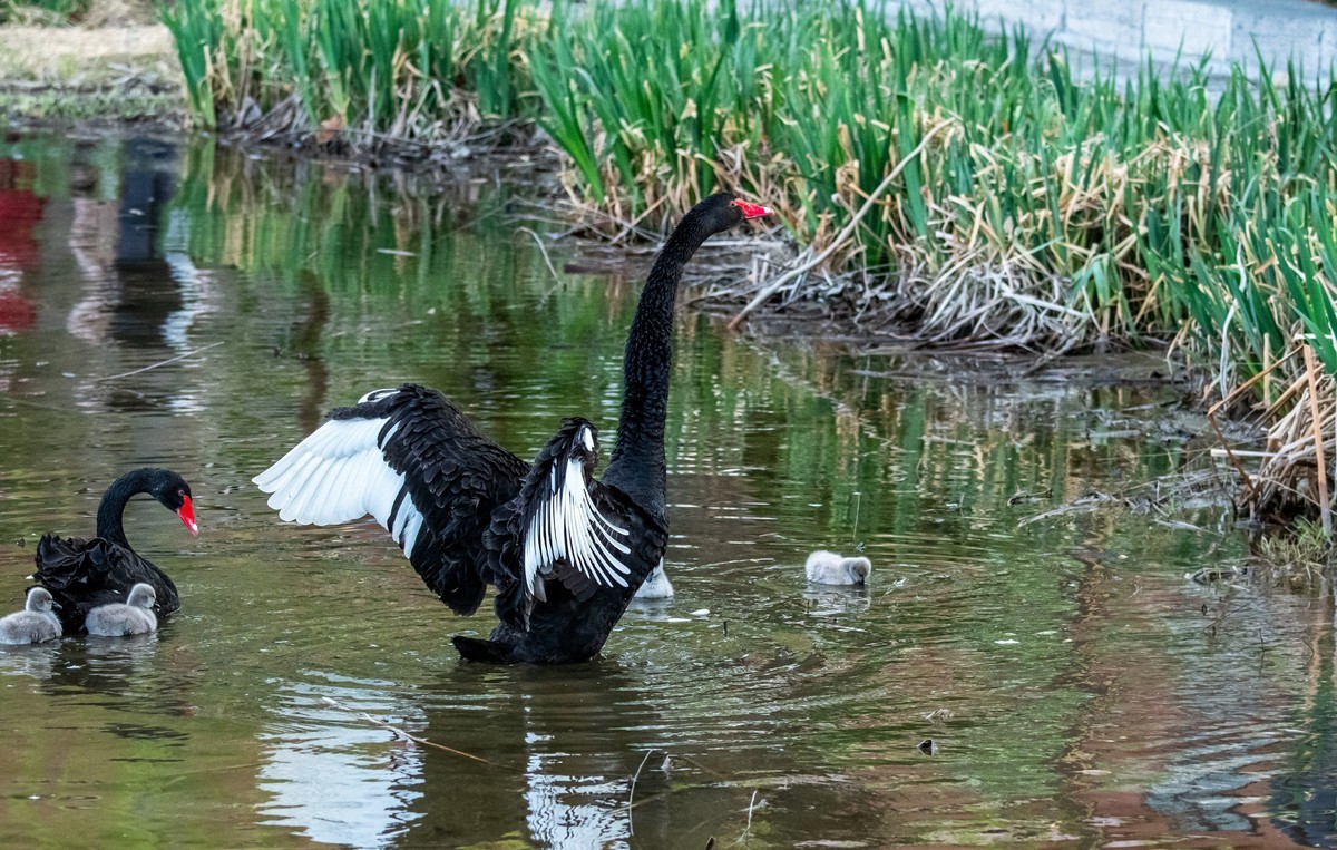 黑天鹅的一家子（十四）