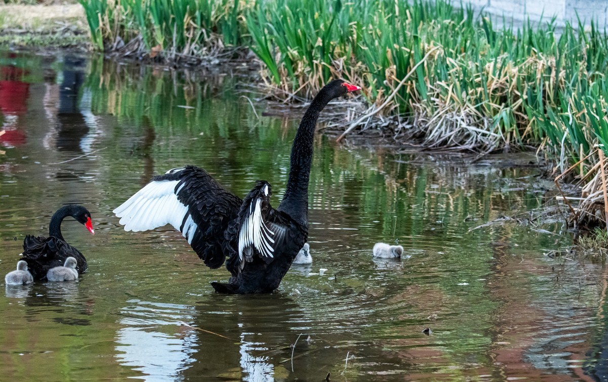 黑天鹅的一家子（十四）