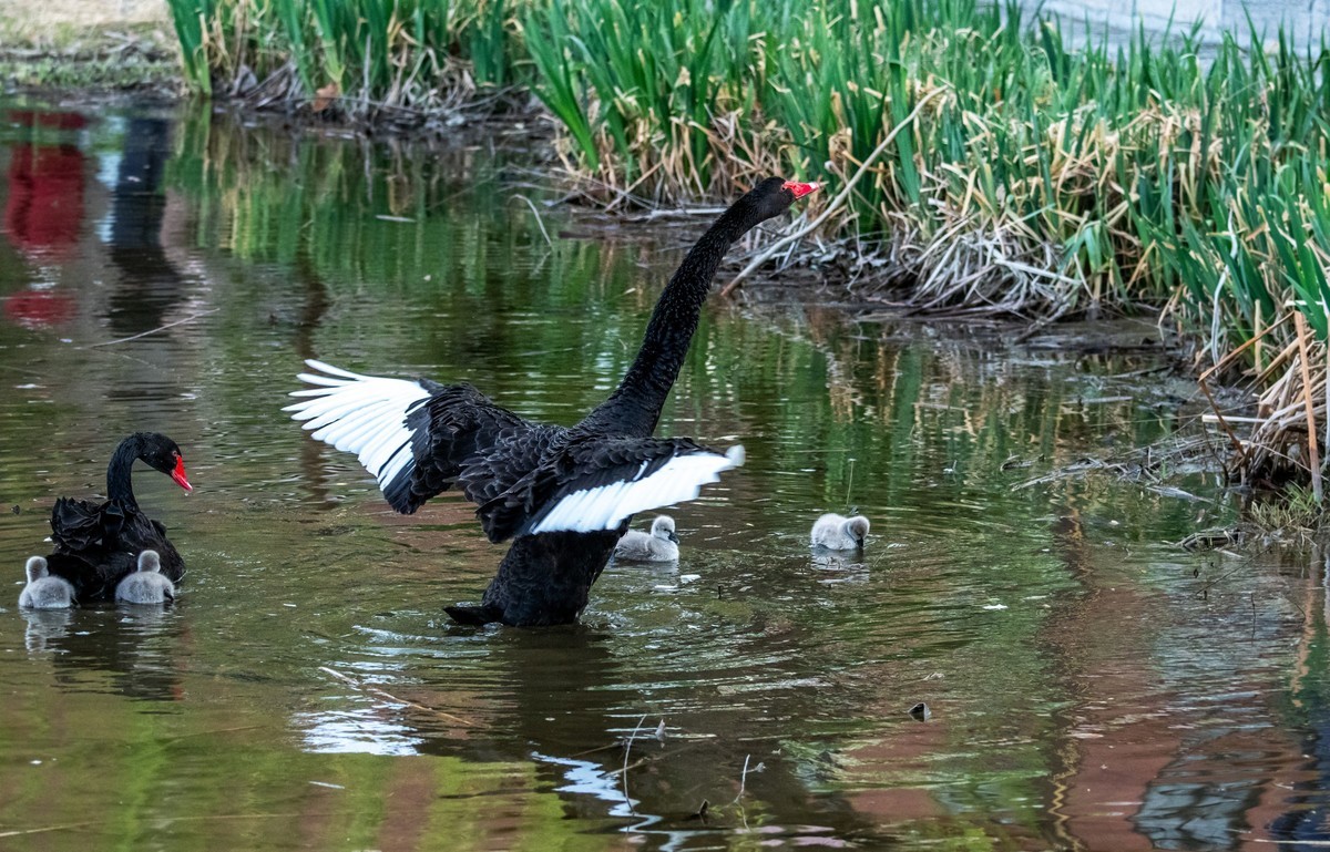 黑天鹅的一家子（十四）